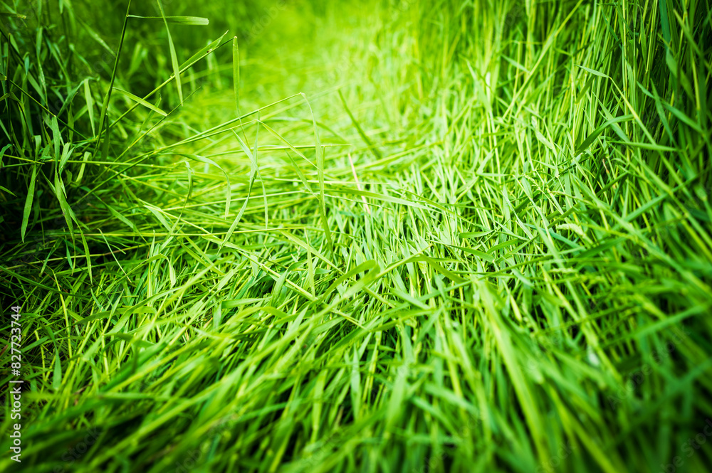 Trampled long grass in a farm meadow. The compressed grass is caused by an unofficial path at the perimeter of the meadow.