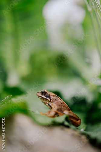 Frosch sitzt auf Blatt im Garten