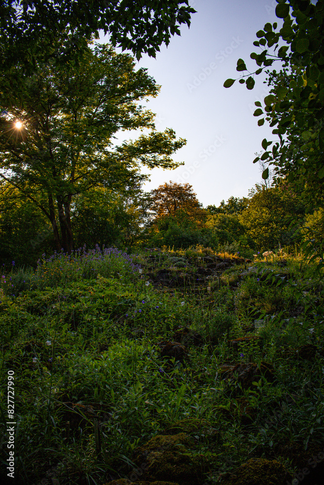 forest in the morning forest in the morning