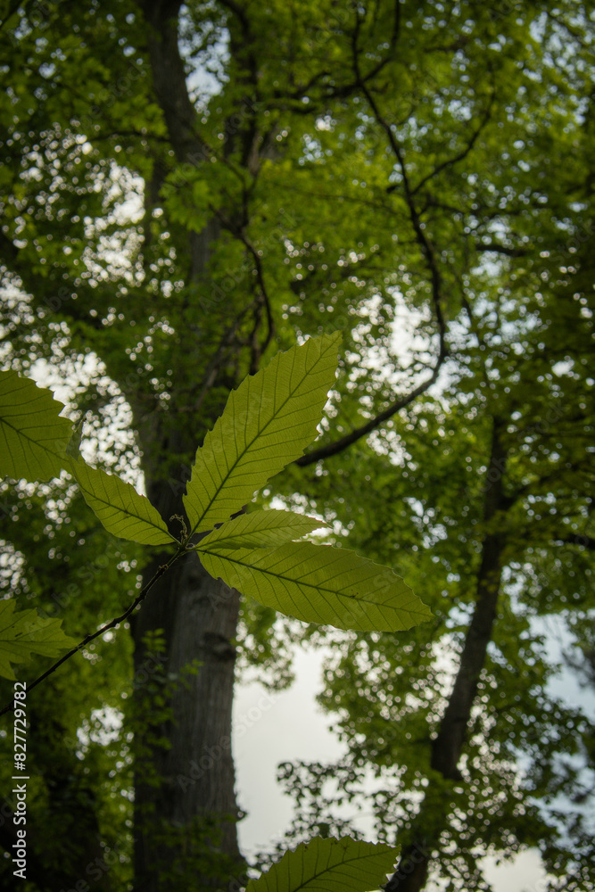 Fototapeta premium green forest in the morning