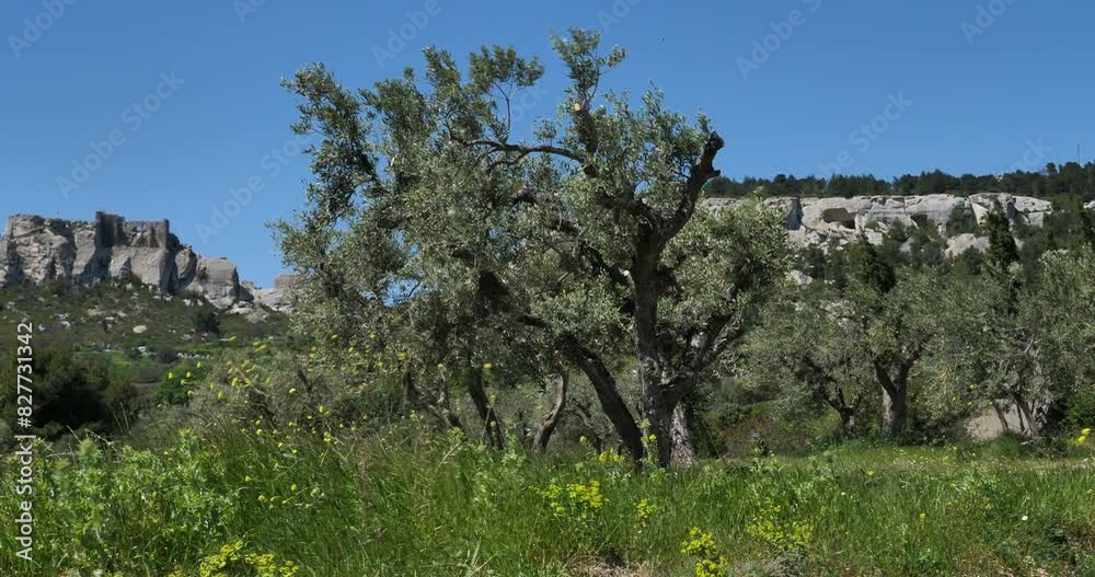 Vineyards and olives groves, Les Baux de Provence, France Vineyards and olives groves, Les Baux de Provence, France
