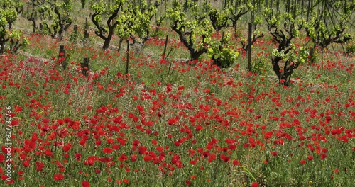 Red poppies and vineyards in the Provence, France photo