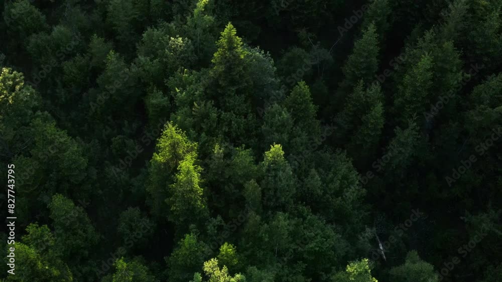 Aerial view of beautiful green forest at summer or spring day. Traveling concept of clean pure scenery scene, air camera shot treeline and treetop far from city. Wanderlust destination