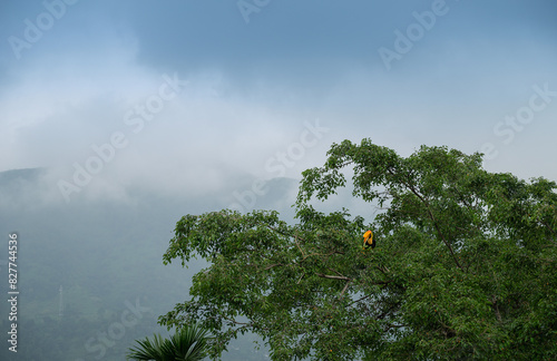 The great hornbill bird, Buceros bicornis, also known as the concave-casqued hornbill, great Indian hornbill or great pied hornbill, is perching on green tree with Himalayan mountain in background. photo