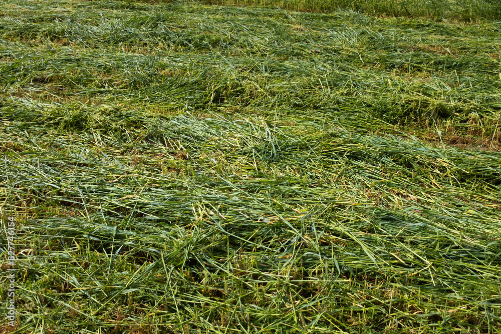 Mown green grass, close-up. Summer field background for publication, poster, screensaver, wallpaper, postcard, banner, cover, post. High quality photo Mown green grass, close-up. Summer field background for publication, poster, screensaver, wallpaper, postcard, banner, cover, post. High quality photo