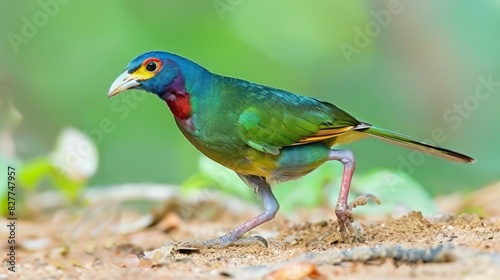  A tight shot of a bird perched on dirt, surrounded by grass in the foreground and leaves in the background The scene is softly blurred in the distance