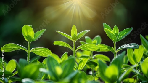  A close-up of a green plant with the sun shining through its leaves In the foreground  a blurred background of the surroundings