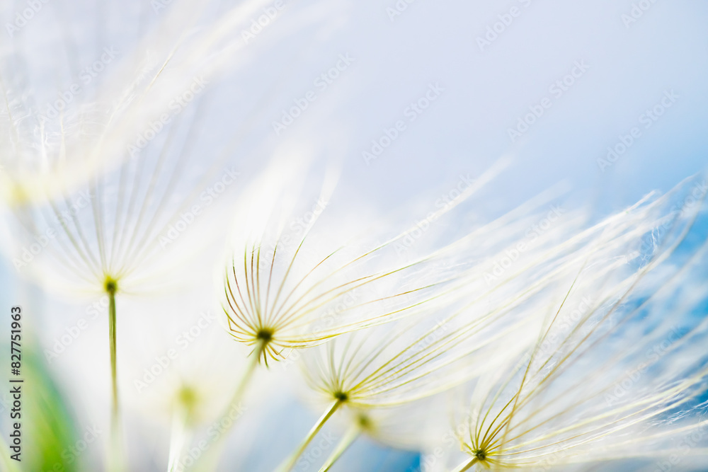 White dandelion in a forest against the blue sky. Macro image. Abstract nature background