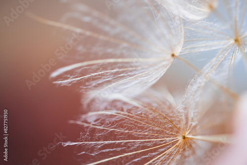 White dandelion in a forest against the pink sky at sunset. Macro image