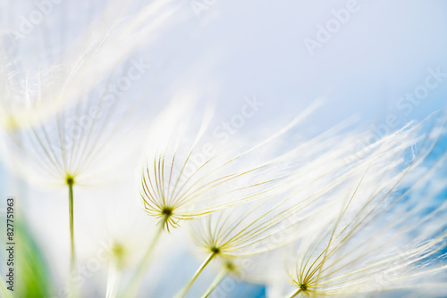 Obraz na płótnie White dandelion in a forest against the blue sky. Macro image. Abstract nature background w salonie