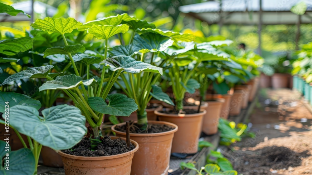 A row of potted plants with green leaves atop and bottom of terra cotta pots, arranged in a greenhouse A row of potted plants with green leaves atop and bottom of terra cotta pots, arranged in a greenhouse