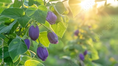  A collection of purple blooms dangle from a green, leafy plant Sunlight filters through the foliage behind it In front, the scene photo