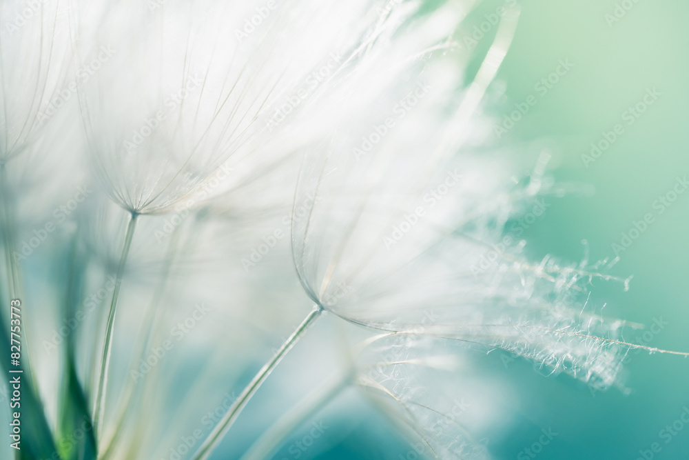 White dandelion in a green grass on a forest meadow. Macro image