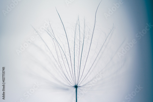 White dandelion in a forest at sunset. Macro image. Abstract nature background