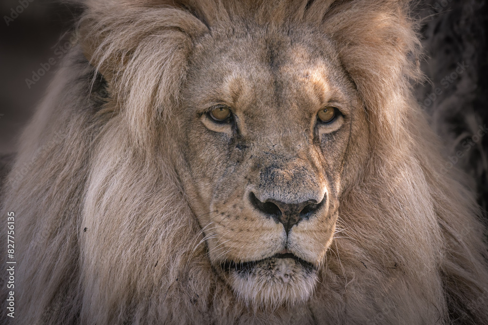 Fototapeta premium portrait of a lion