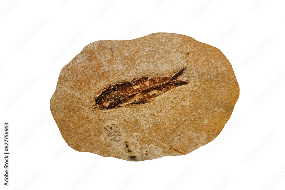 Obraz premium Fish fossil in sandstone isolated on white background.