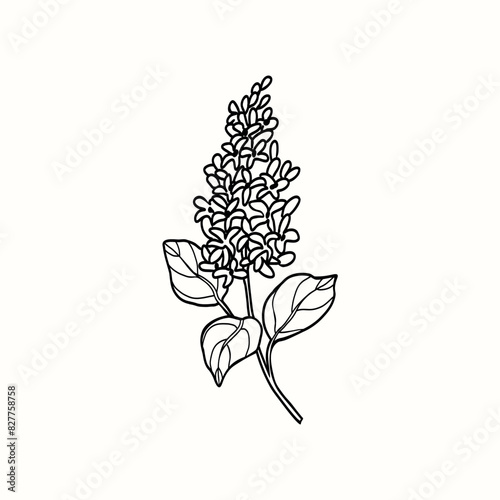 Line art lilacs flower twig drawing