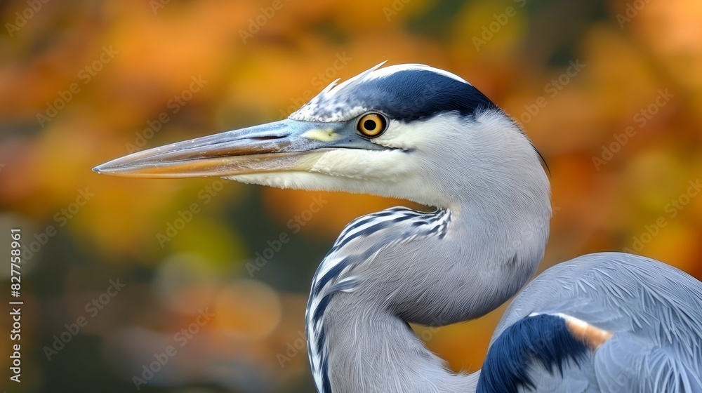 A clear shot of a blue-and-white bird with a long neck, set against a slightly blurred backdrop of trees and foliage A clear shot of a blue-and-white bird with a long neck, set against a slightly blurred backdrop of trees and foliage