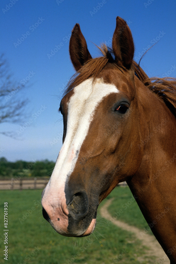 Fototapeta premium Cheval , race Selle Francais , Equus caballus