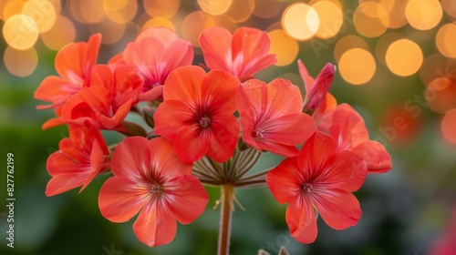  A close-up of a bouquet of flowers with blurred lights in the background The image features a softly blurred background © Jevjenijs