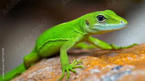  close-up image of a green lizard on a rock against a blurred background Additionally, a slightly blurred representation of a green lizard on a similar rock, also