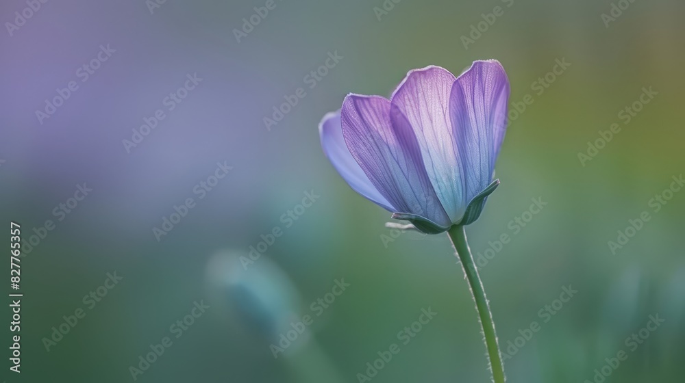 A close-up of a purple flower against a blurred backdrop of purple and green flowers A close-up of a purple flower against a blurred backdrop of purple and green flowers