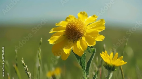  A yellow flower  tightly framed against a lush backdrop of green grass Beyond lies a clear blue sky  dotted with scattered yellow blooms in the mid-foreground