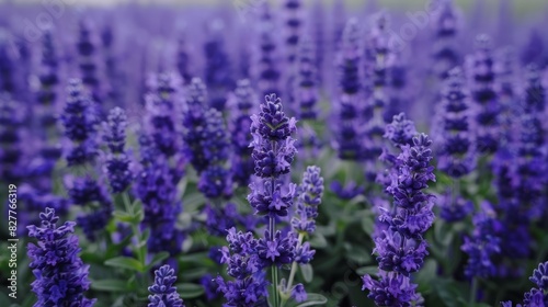  A field filled with purple flowers during midday  foreground features sharp  clear images Background consists of a blurred depiction of flower backs
