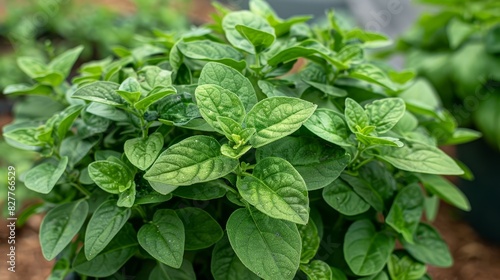  A tight shot of a verdant plant with numerous leafy counterparts in the backdrop, plus a few more in the foreground, all boasting green foliage photo