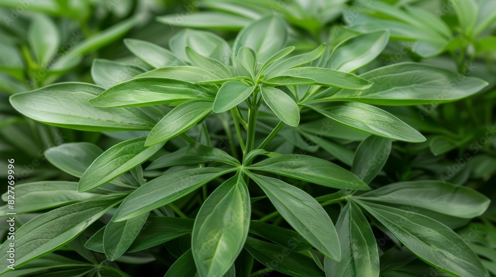 A tight shot of a verdant plant with numerous leaves covering its upper and lower surfaces A tight shot of a verdant plant with numerous leaves covering its upper and lower surfaces