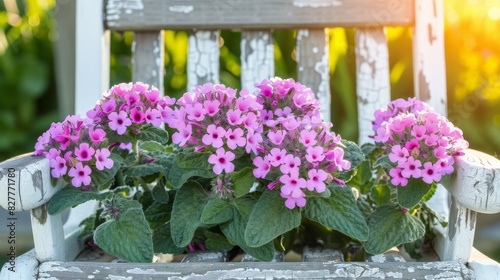  A wooden bench holds a cluster of pink blooms  surrounded by a bush of green leaves In the background  a wooden slatter lies