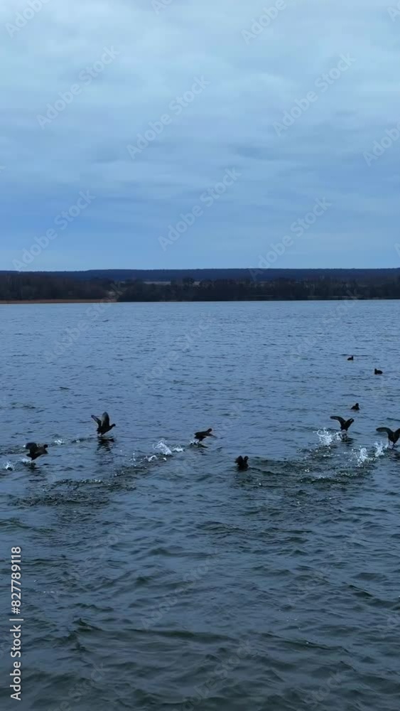 Black river ducks taking off water and flying very low over it. Wild birds sit again on the river in few meters. Foresty bank at backdrop. Vertical video Black river ducks taking off water and flying very low over it. Wild birds sit again on the river in few meters. Foresty bank at backdrop. Vertical video