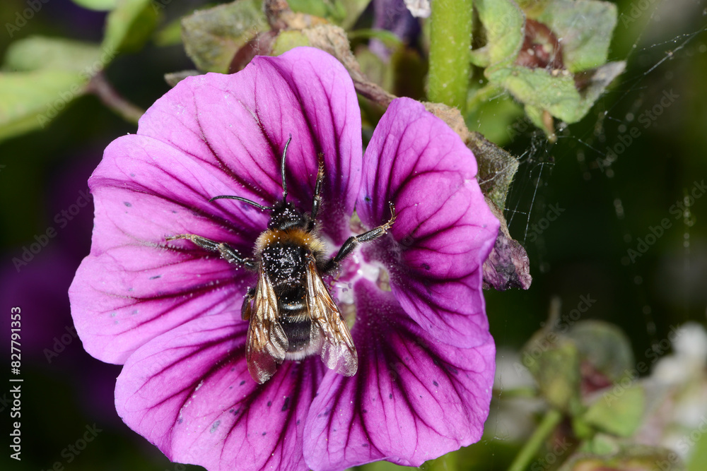 Wald-Kuckuckshummel, Bombus sylvestris Wald-Kuckuckshummel, Bombus sylvestris