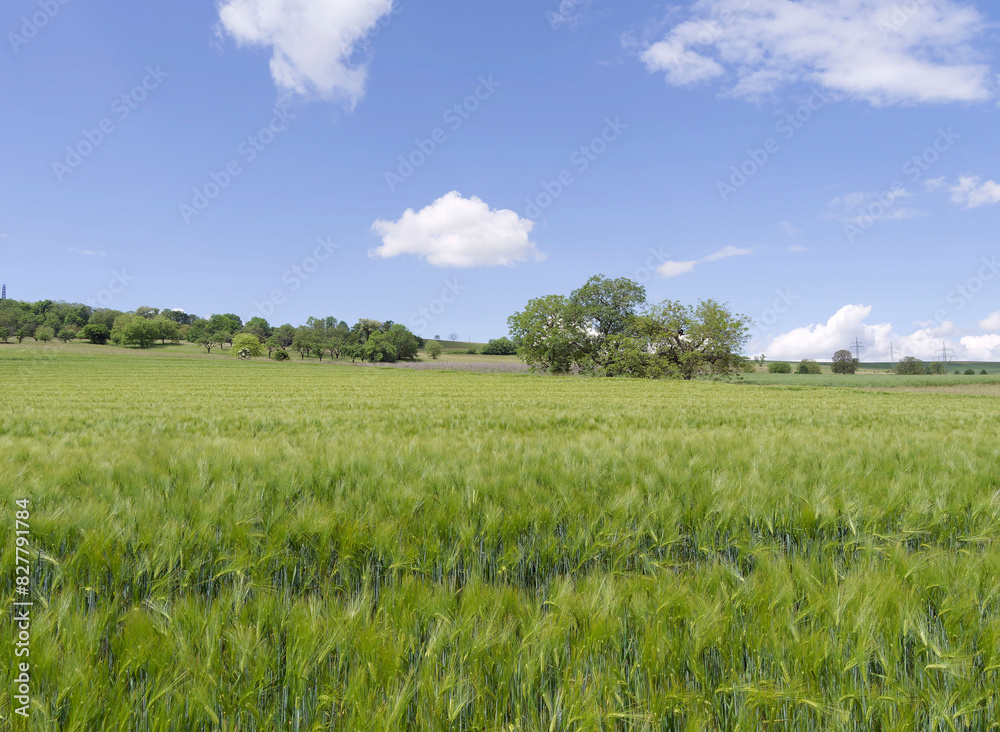 Magnificent spring landscape of Black Forest in Germany with fields covered with beautiful green carpet of common barley (Hordeum vulgare)
Magnificent spring landscape of Black Forest in Germany with fields covered with beautiful green carpet of common barley (Hordeum vulgare)