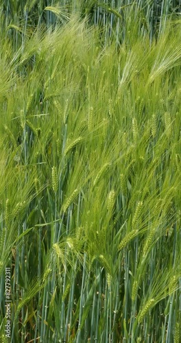 (Hordeum vulgare) Spikes of Common barley on tall stems with flat, thin and curling leaves swaying in the wind
 photo