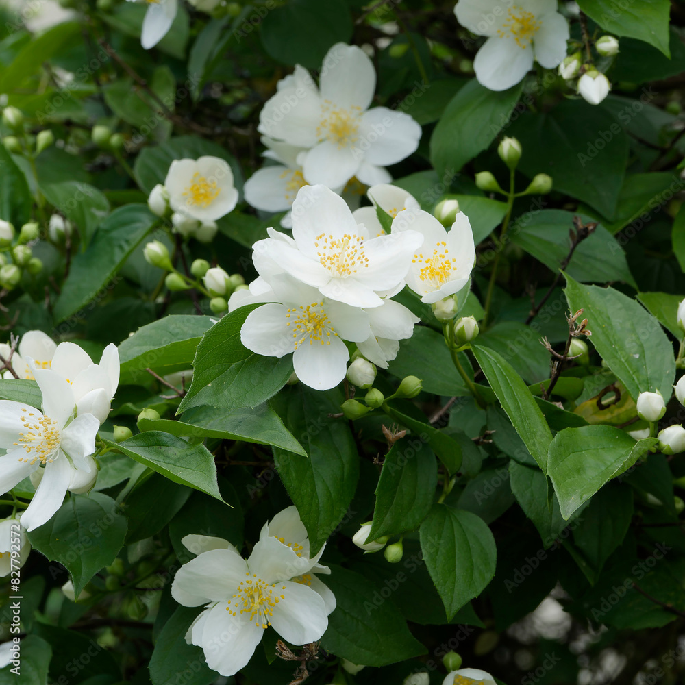 Clusters of abundant cup-shaped flowers of Sweet mock orange (Philadelphus coronarius) with creamy white petals, protruding yellow stamens above matte green foliage Clusters of abundant cup-shaped flowers of Sweet mock orange (Philadelphus coronarius) with creamy white petals, protruding yellow stamens above matte green foliage