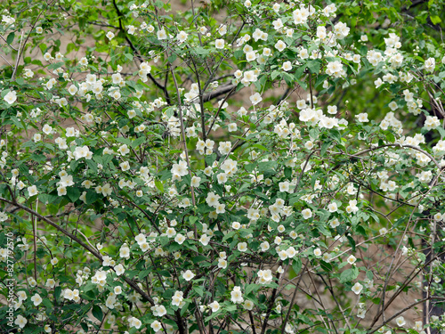 Philadelphus coronarius | Sweet mock orange or English dogwood. Ornamental shrub with abundant fragrant white flowers and elliptical, serrated matt green foliage
