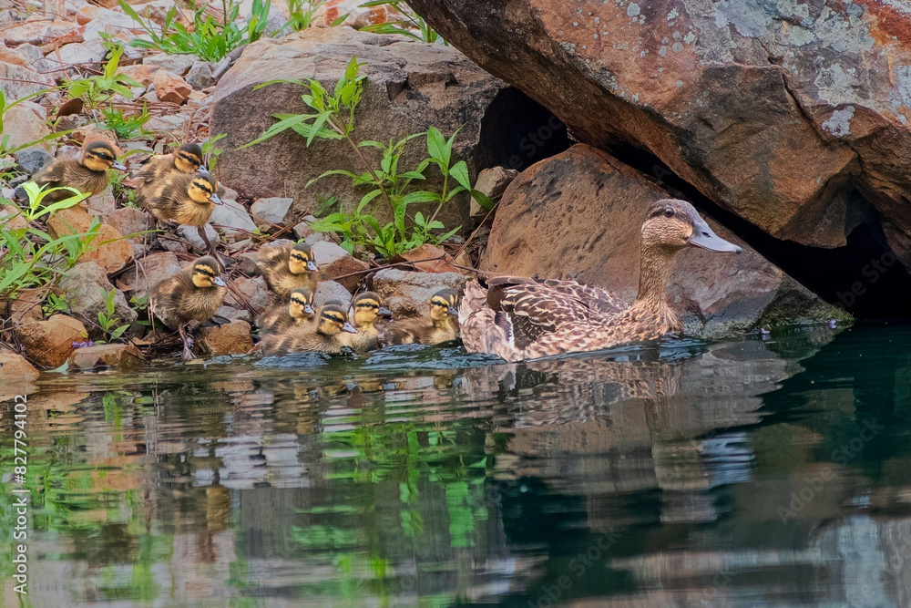 Fototapeta premium Mallard Hen Leading Her Brood into the Water