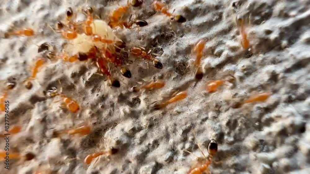 4K The Video clip shows a group of small, orange ants with dark abdomens on a textured surface. These ants appear to be gathering or working together, possibly around a food source or their nest. 4K The Video clip shows a group of small, orange ants with dark abdomens on a textured surface. These ants appear to be gathering or working together, possibly around a food source or their nest.