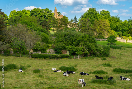 Sherborne Old Castle, remains of a medieval castle seen from the pasture with cows photo