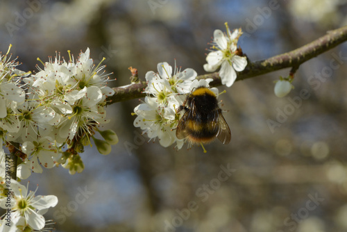 Hummeln, Wiesenhummel, Bombus pratorum photo