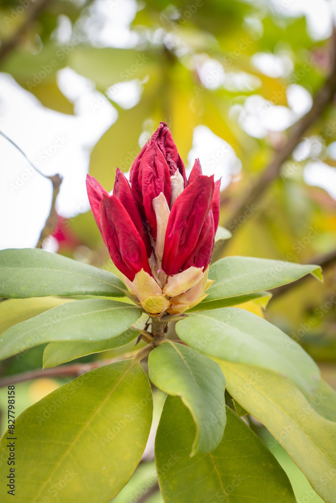 Bouton de Rhododendron en Éclosion