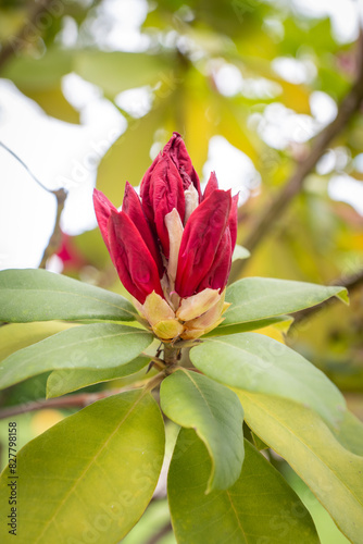 Bouton de Rhododendron en Éclosion