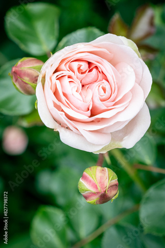 Rose en Fleur, couleur rose