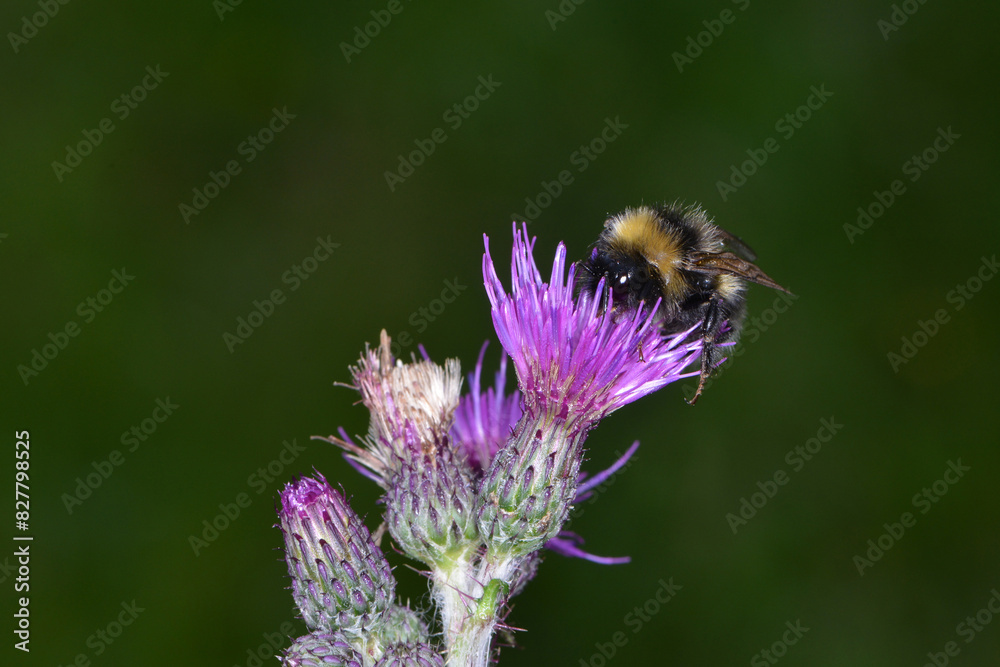 Wald-Kuckuckshummel, Bombus sylvestris Wald-Kuckuckshummel, Bombus sylvestris