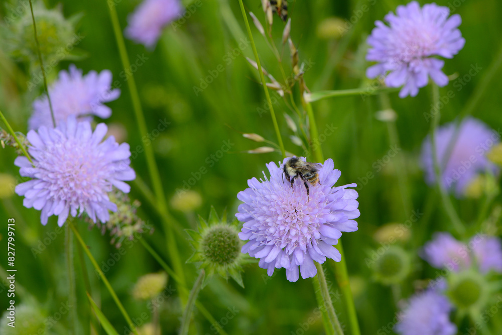 Obraz premium Hummeln, Waldhummel, Bombus sylvarum