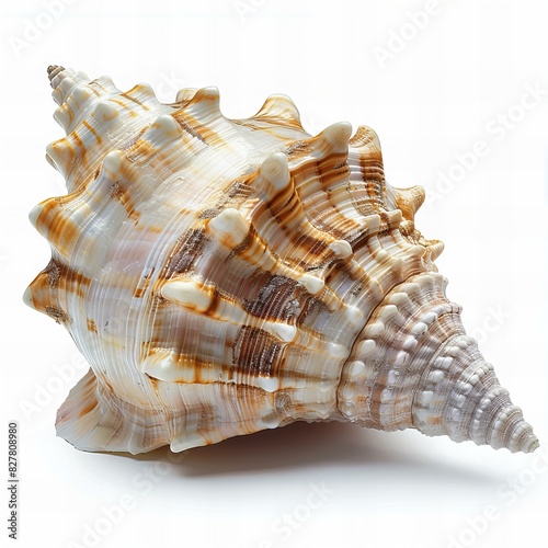 Digital image of conch seashell , isolated on white background , high quality, high resolution