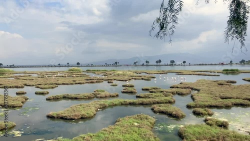 Colony of Flamingos on Wetland, Izmir