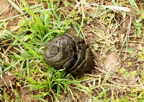 Bild auf Leinwand Sheep dung freshly dropped on the pasture