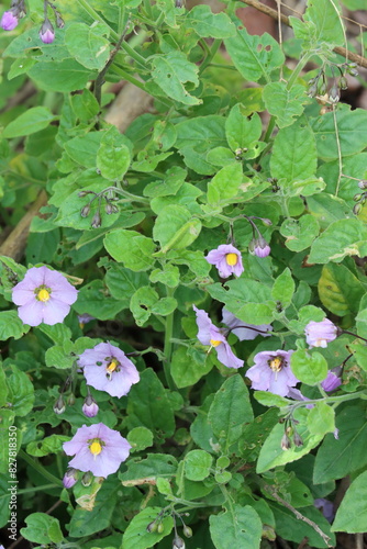 Chaparral Nightshade, Solanum Xanti, an enchanting native monoclinous subshrub displaying axillaterminal compound cymose umbel inflorescences during Winter in the Santa Monica Mountains. photo